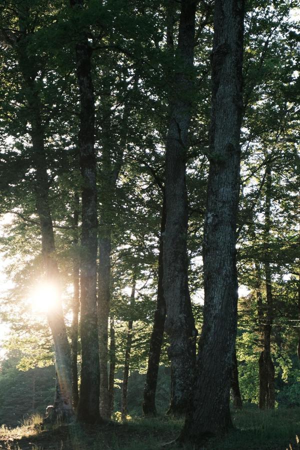Lodge Avec Spa Privatif - Foret Et Lac Liginiac Luaran gambar